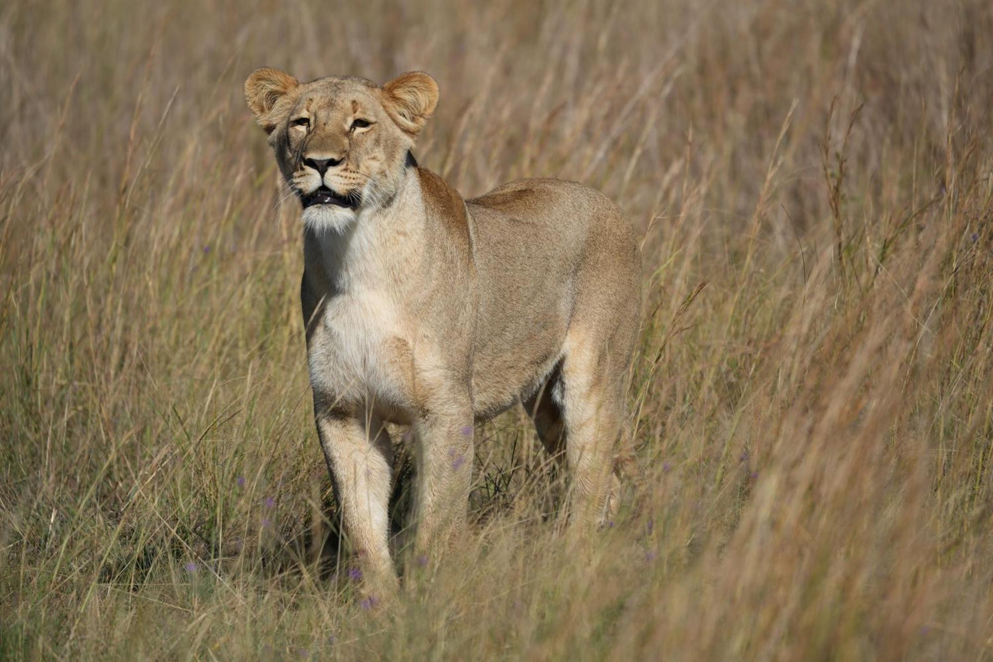 Shibula Solar Safari Big 5 Lodge Welgevonden Game Reserve Bagian luar foto