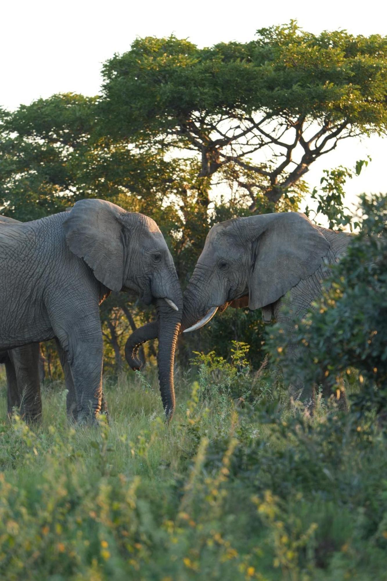 Shibula Solar Safari Big 5 Lodge Welgevonden Game Reserve Bagian luar foto