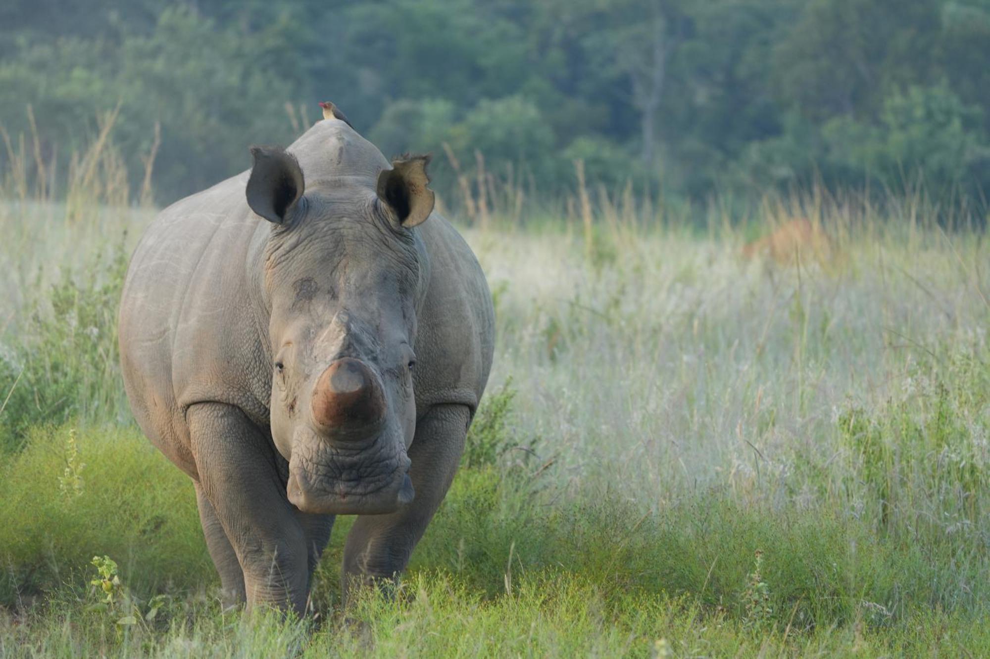 Shibula Solar Safari Big 5 Lodge Welgevonden Game Reserve Bagian luar foto