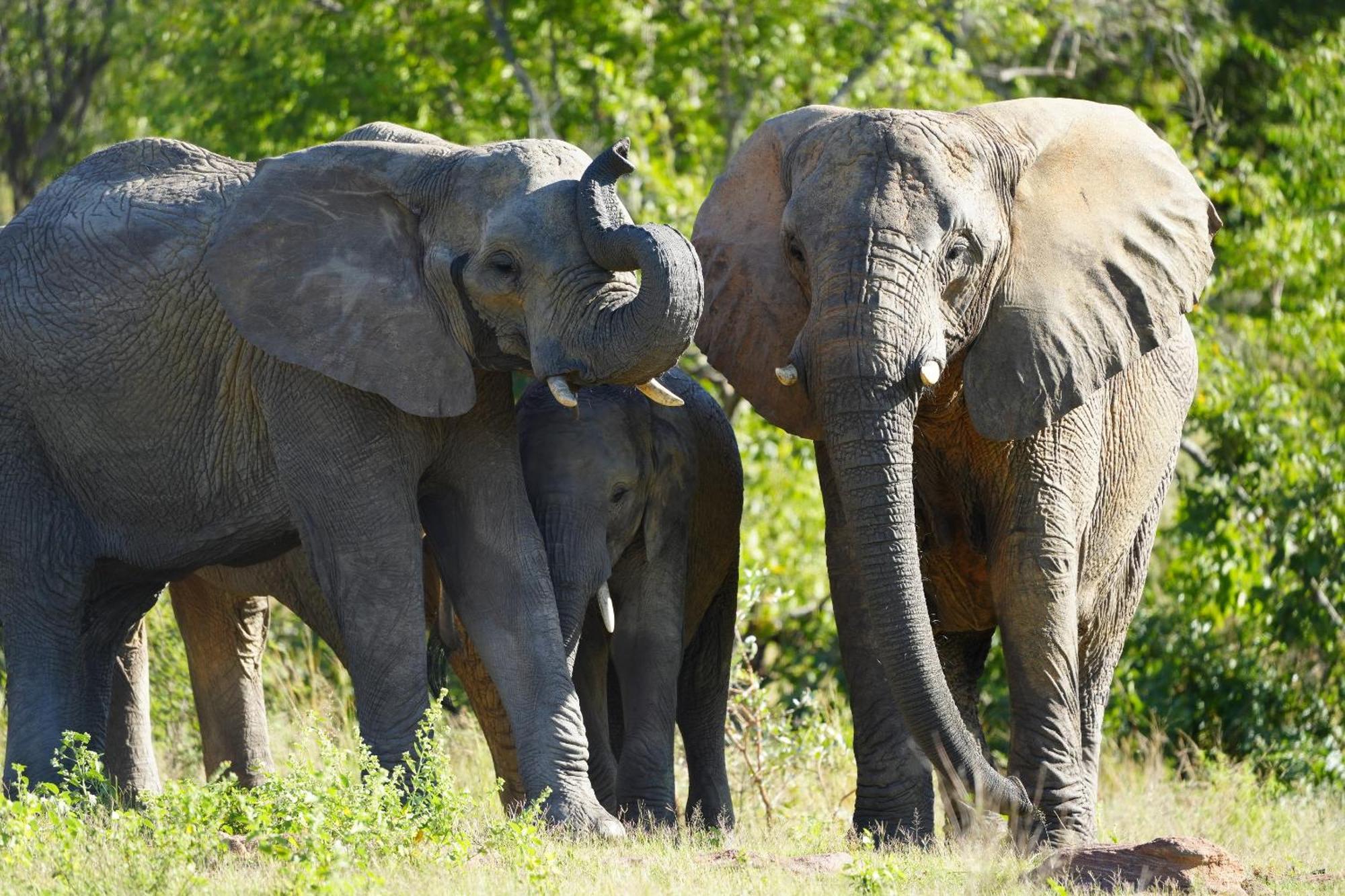 Shibula Solar Safari Big 5 Lodge Welgevonden Game Reserve Bagian luar foto