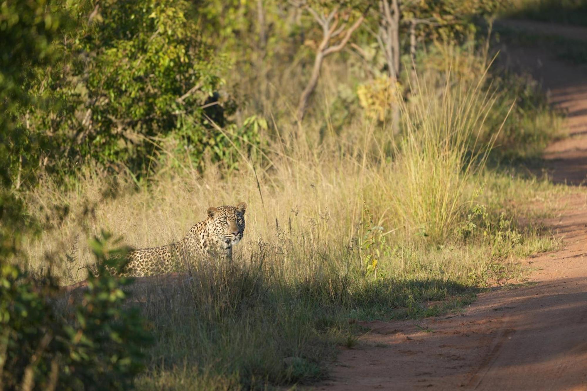 Shibula Solar Safari Big 5 Lodge Welgevonden Game Reserve Bagian luar foto