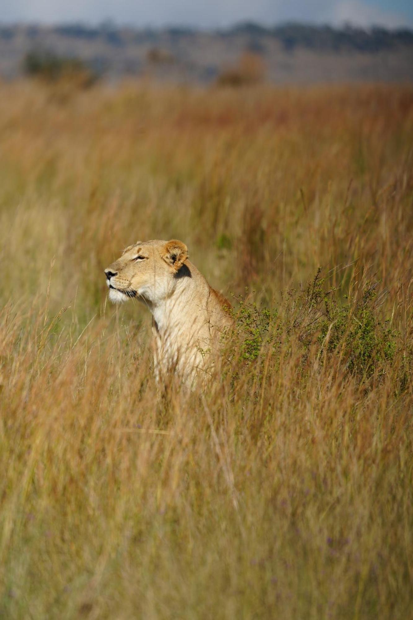 Shibula Solar Safari Big 5 Lodge Welgevonden Game Reserve Bagian luar foto