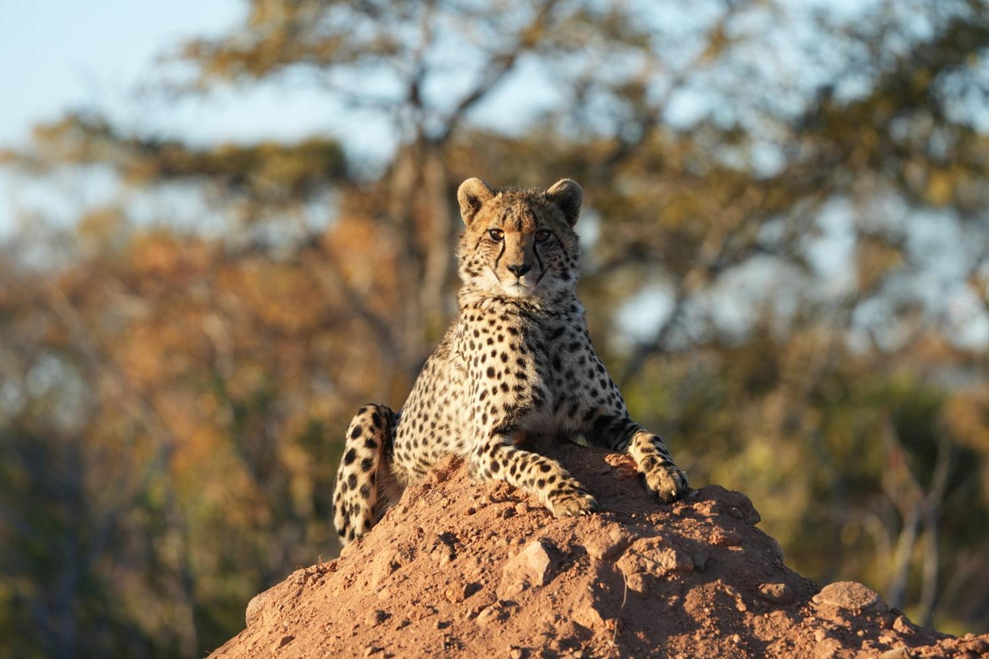 Shibula Solar Safari Big 5 Lodge Welgevonden Game Reserve Bagian luar foto
