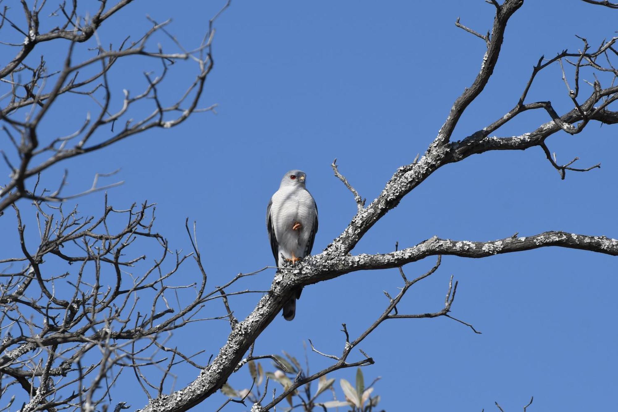 Shibula Solar Safari Big 5 Lodge Welgevonden Game Reserve Bagian luar foto