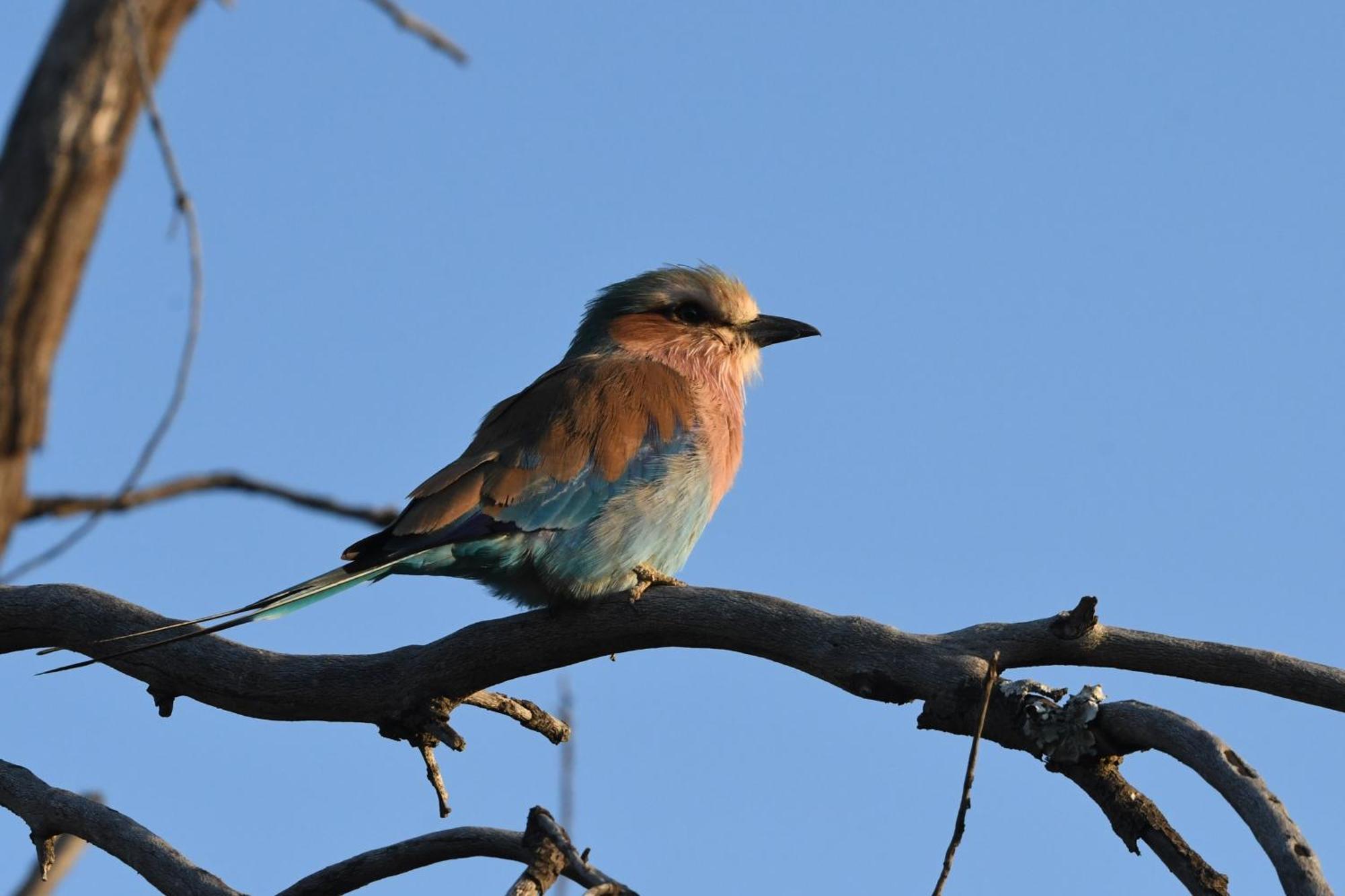 Shibula Solar Safari Big 5 Lodge Welgevonden Game Reserve Bagian luar foto